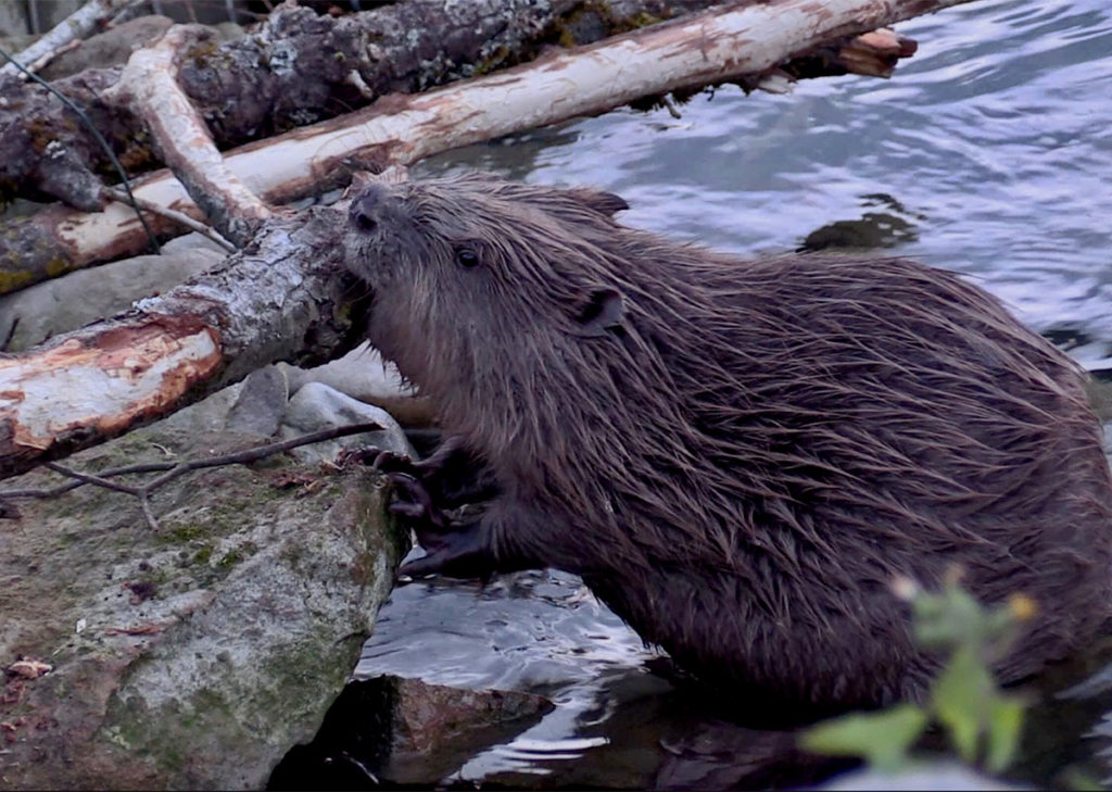 Biodiversité à LYon : un castor sur le projet Gabiodiv
